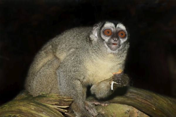 Grey-handed night monkey (Aotus griseimembra, Aotus lemurinus griseimembra) sits feeding on a
