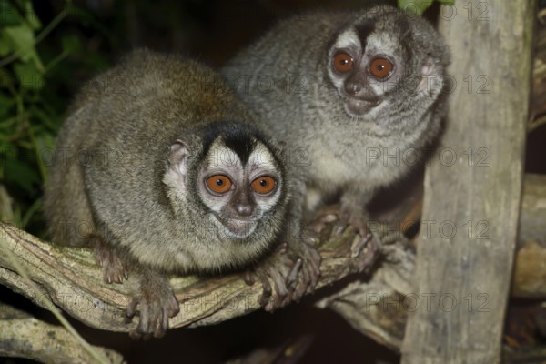 Grey-handed night monkey (Aotus griseimembra, Aotus lemurinus griseimembra), pair, endangered