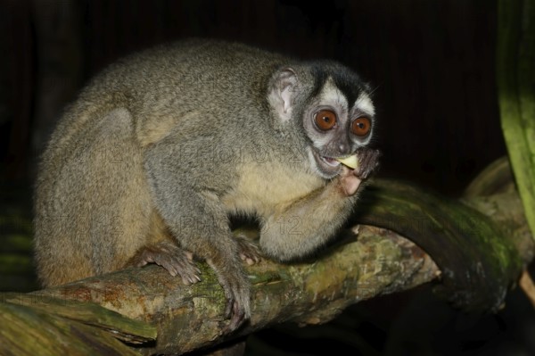 Grey-handed night monkey (Aotus griseimembra, Aotus lemurinus griseimembra) sits feeding on a