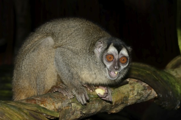 Grey-handed night monkey (Aotus griseimembra, Aotus lemurinus griseimembra) sits feeding on a