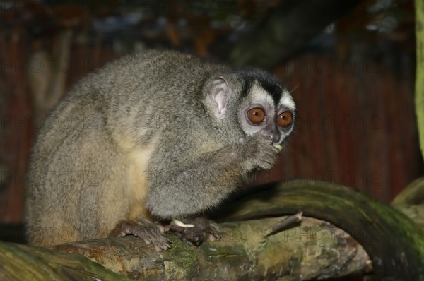 Grey-handed night monkey (Aotus griseimembra, Aotus lemurinus griseimembra) sits feeding on a