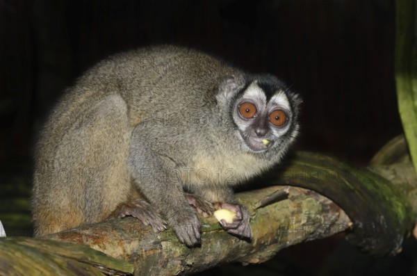 Grey-handed night monkey (Aotus griseimembra, Aotus lemurinus griseimembra) sits feeding on a