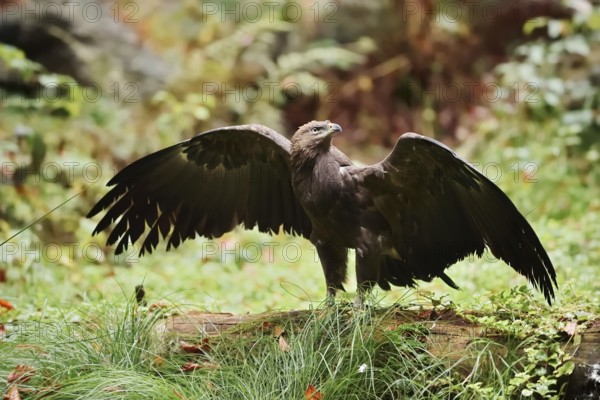 Lesser spotted eagle or Pomeranian eagle (Clanga pomarina, Aquila pomarina) standing on a tree
