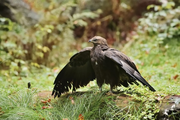 Lesser spotted eagle or Pomeranian eagle (Clanga pomarina, Aquila pomarina) standing on a tree