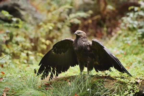 Lesser spotted eagle or Pomeranian eagle (Clanga pomarina, Aquila pomarina) standing on a tree