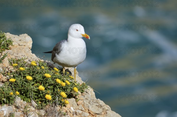Mediterranean gull (Larus michahellis) standing on a rock with a flowering coastal beach star or