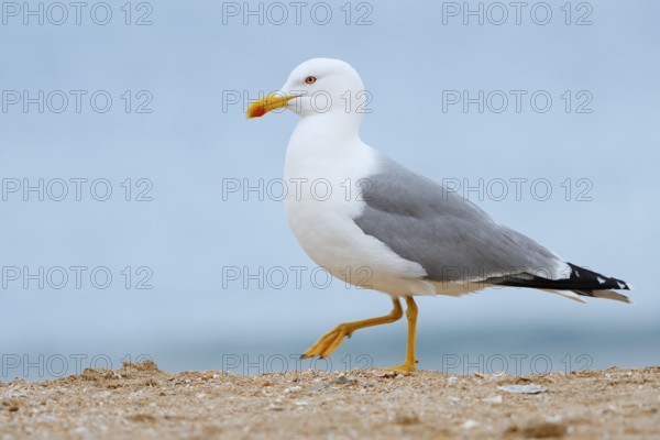 Mediterranean gull (Larus michahellis) on the beach, Algarve, Portugal