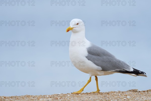 Mediterranean gull (Larus michahellis) on the beach, Algarve, Portugal