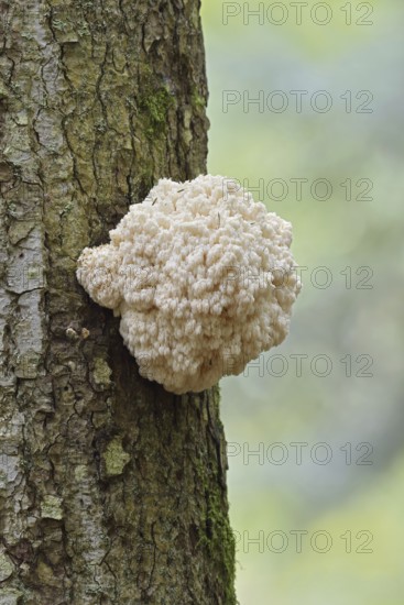 Fir spiny beard (Hericium flagellum) on the trunk of a spruce (Picea), Bavarian Forest National