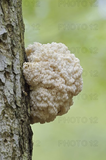 Fir spiny beard (Hericium flagellum) on the trunk of a spruce (Picea), Bavarian Forest National