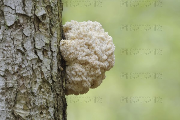 Fir spiny beard (Hericium flagellum) on the trunk of a spruce (Picea), Bavarian Forest National