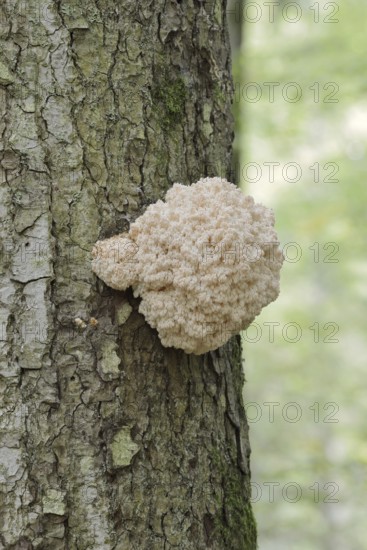 Fir spiny beard (Hericium flagellum) on the trunk of a spruce (Picea), Bavarian Forest National