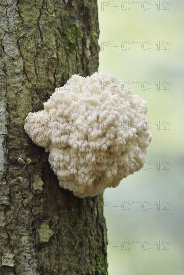 Fir spiny beard (Hericium flagellum) on the trunk of a spruce (Picea), Bavarian Forest National
