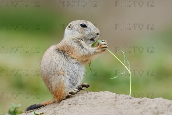 Black-tailed prairie dog (Cynomys ludovicianus), young sits on the burrow and eats a blade of