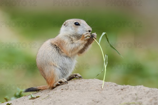 Black-tailed prairie dog (Cynomys ludovicianus), young sits on the burrow and eats a blade of