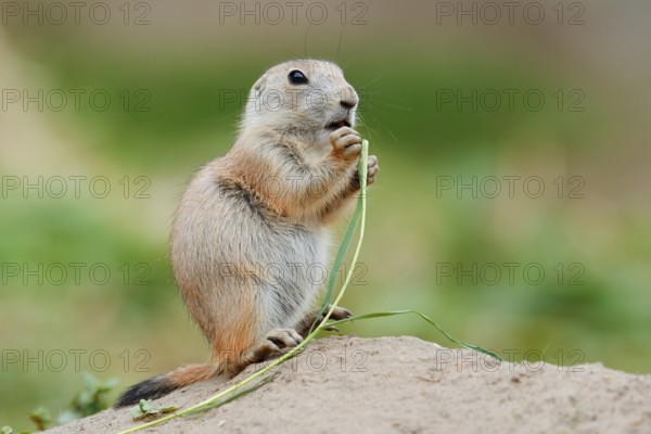 Black-tailed prairie dog (Cynomys ludovicianus), young sits on the burrow and eats a blade of