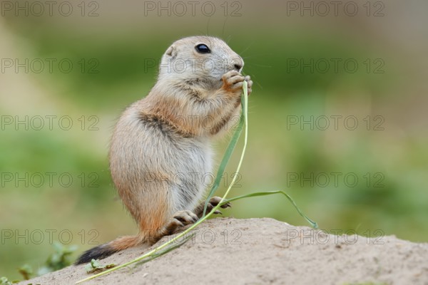 Black-tailed prairie dog (Cynomys ludovicianus), young sits on the burrow and eats a blade of