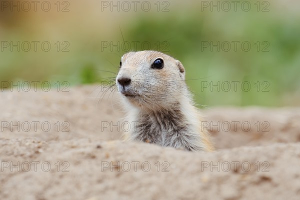 Black-tailed prairie dog (Cynomys ludovicianus), young animal looks out of the den, captive,