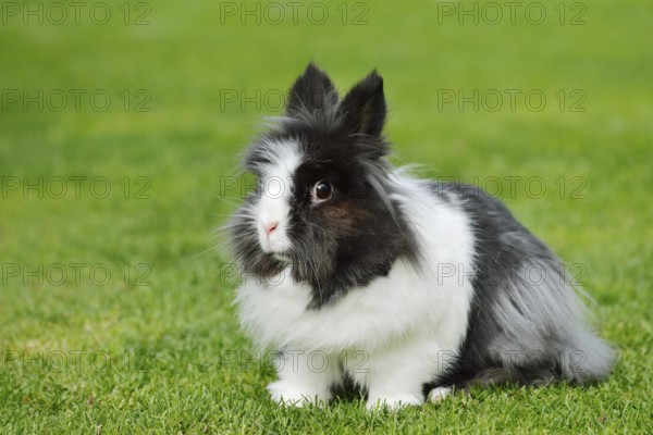 Lionhead rabbit (Oryctolagus cuniculus forma domestica) in a meadow, North Rhine-Westphalia,