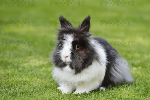 Lionhead rabbit (Oryctolagus cuniculus forma domestica) in a meadow, North Rhine-Westphalia,