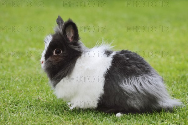 Lionhead rabbit (Oryctolagus cuniculus forma domestica) in a meadow, North Rhine-Westphalia,