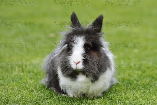 Lionhead rabbit (Oryctolagus cuniculus forma domestica) in a meadow, North Rhine-Westphalia,