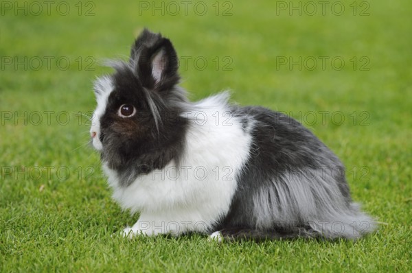 Lionhead rabbit (Oryctolagus cuniculus forma domestica) in a meadow, North Rhine-Westphalia,