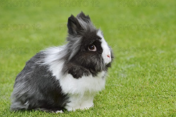 Lionhead rabbit (Oryctolagus cuniculus forma domestica) in a meadow, North Rhine-Westphalia,