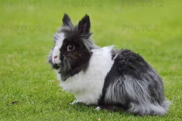 Lionhead rabbit (Oryctolagus cuniculus forma domestica) in a meadow, North Rhine-Westphalia,