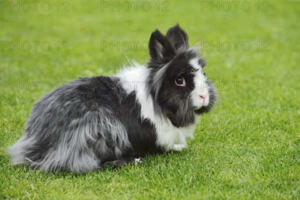 Lionhead rabbit (Oryctolagus cuniculus forma domestica) in a meadow, North Rhine-Westphalia,
