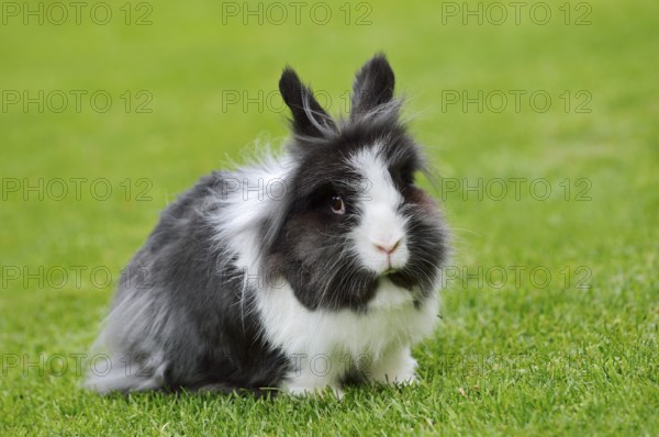 Lionhead rabbit (Oryctolagus cuniculus forma domestica) in a meadow, North Rhine-Westphalia,