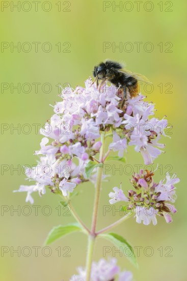 Stone bumblebee (Bombus lapidarius) on a flower of oregano (Origanum vulgare), North