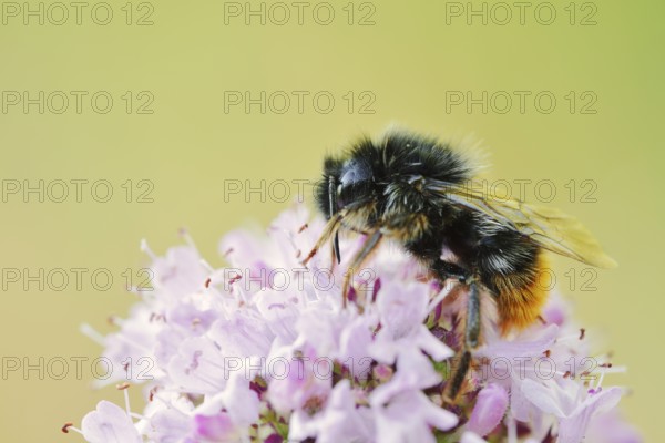 Stone bumblebee (Bombus lapidarius) on a flower of oregano (Origanum vulgare), North