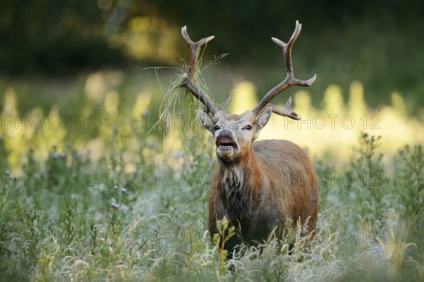 David's deer or milu (Elaphurus davidianus), flehmen male, originally native to eastern Asia,