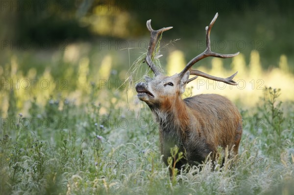 David's deer or milu (Elaphurus davidianus), flehmen male, originally native to eastern Asia,