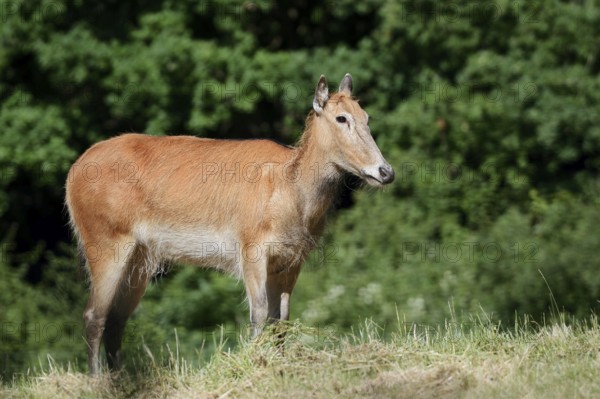 David's deer or milu (Elaphurus davidianus), female, originally native to eastern Asia, extinct in