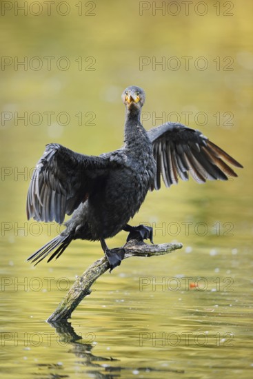 Cormorant (Phalacrocorax carbo) sitting on a branch in the water and drying its wings, North
