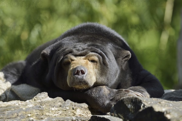 Malayan bear or sun bear (Helarctos malayanus, Ursus malayanus), captive, occurring in Southeast