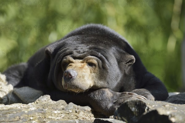 Malayan bear or sun bear (Helarctos malayanus, Ursus malayanus), captive, occurring in Southeast
