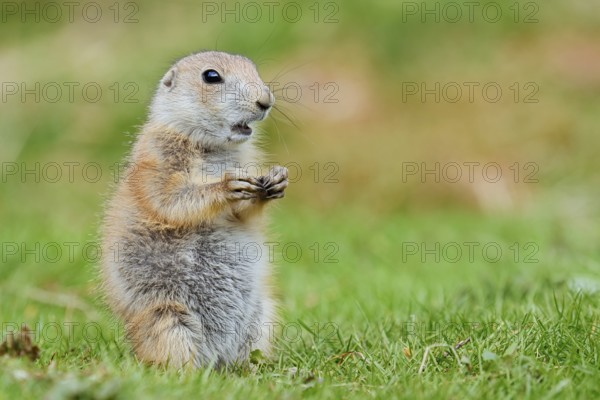 Black-tailed prairie dog (Cynomys ludovicianus), young animal sitting in a meadow, captive,
