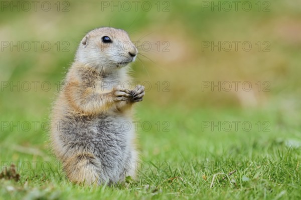 Black-tailed prairie dog (Cynomys ludovicianus), young animal sitting in a meadow, captive,