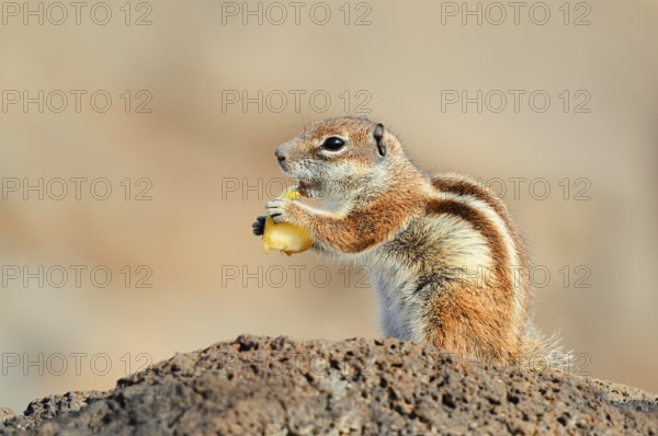 Atlas squirrel or North African bristle squirrel (Atlantoxerus getulus) sits feeding on a rock,