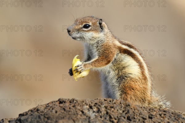 Atlas squirrel or North African bristle squirrel (Atlantoxerus getulus) sits feeding on a rock,