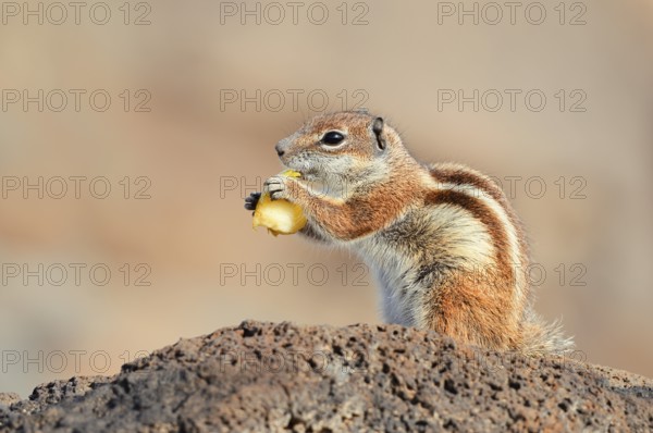 Atlas squirrel or North African bristle squirrel (Atlantoxerus getulus) sits feeding on a rock,