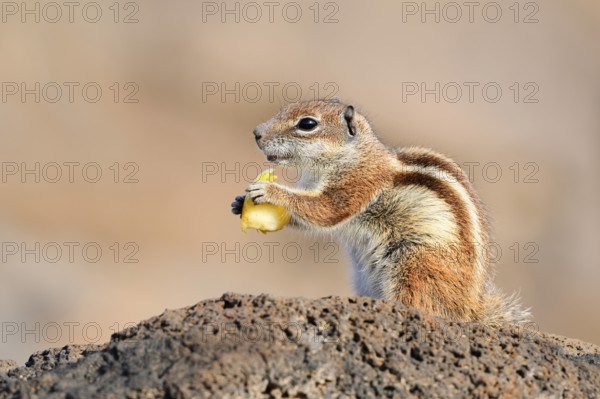Atlas squirrel or North African bristle squirrel (Atlantoxerus getulus) sits feeding on a rock,