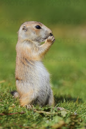 Black-tailed prairie dog (Cynomys ludovicianus), young animal sitting feeding in a meadow, captive,