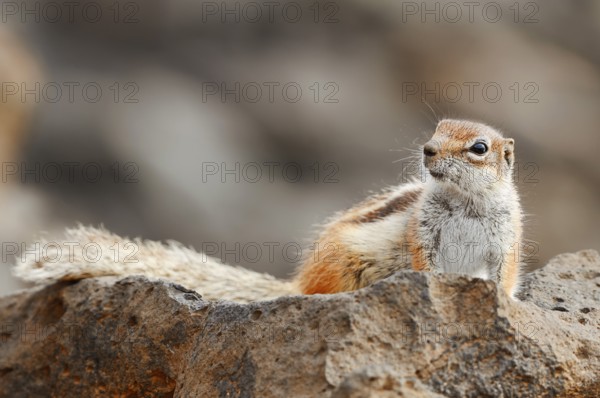 Atlas squirrel or North African bristle squirrel (Atlantoxerus getulus), Fuerteventura, Canary