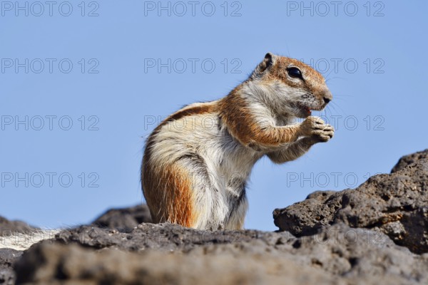 Atlas squirrel or North African bristle squirrel (Atlantoxerus getulus) sits feeding on a rock,