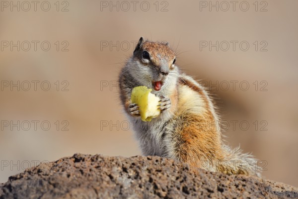 Atlas squirrel or North African bristle squirrel (Atlantoxerus getulus) sits feeding on a rock,