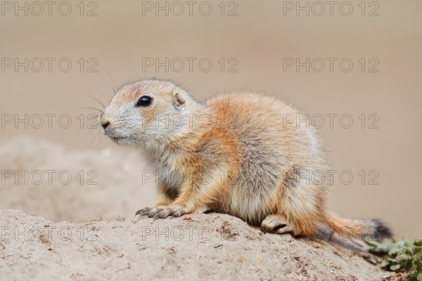 Black-tailed prairie dog (Cynomys ludovicianus), young animal at the den, captive, occurrence in